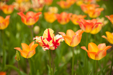 Tulips blooming in a garden in botany park in early spring