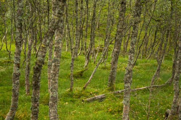 A beautiful, still green autumn forest on the mountain slope in Norway, Folgefonna National Park. Vibrant landscape of autumn.