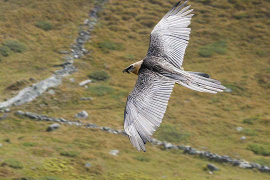 Gypaete barbu - Lammergeyer - Gypaetus barbatus, Vanoise, France