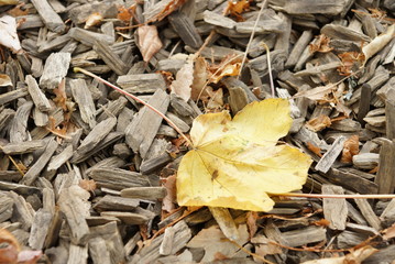 Beautiful ground in park in Belin travelling with kids and whole familiy to vacation autumn