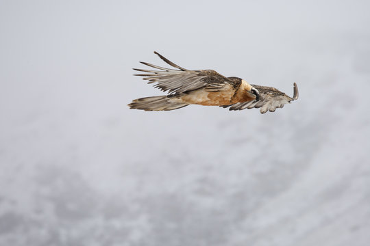 Gypaete barbu - Lammergeyer - Gypaetus barbatus, Vanoise, France