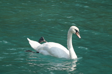 Schwanen tanz 190818
