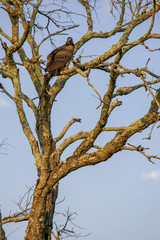 Bird in tree