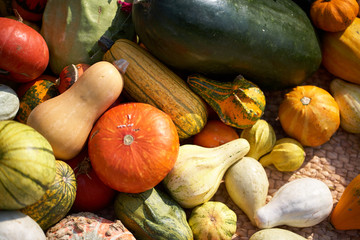 Various Pumpkin, In Korea