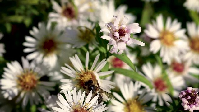 bee on flowers collecting pollen macro closeup
