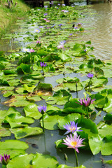 Purple and Pink lotus flower in nature it is beautiful.