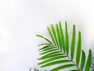 Close-up Fresh Green Palm Leaf on White Wall