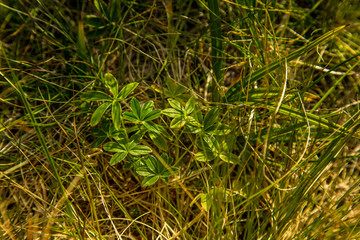 A beautiful autumn landscape in Folgefonna National Park in Norway during a hike in windy, rainy weather. Mountains in Scandinavia. Autumn scenery in wilderness.