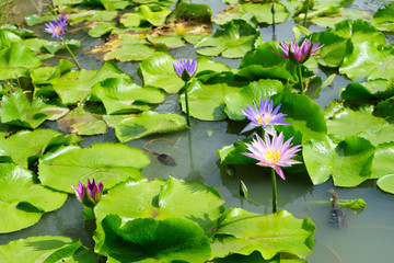 Purple and Pink lotus flower in nature it is beautiful.