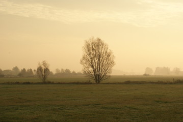 Fototapeta na wymiar Beautiful morning landscape tree in field alone autumn