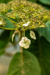 Beautiful picture of plants growing in garden. Bergen. Overcast day.