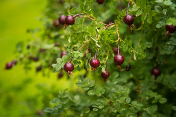 Beautiful picture of plants growing in garden. Bergen. Overcast day.