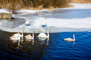 White swans float along ice-free river water on a clear winter day