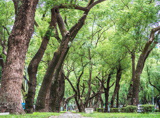 Park, a chair in the park, relaxing, Banyan trees on Dunhua Road, Taipei. feeling calm