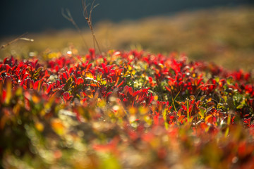 Local plant life in mountains in Folgefonna National Park in Norway. A beautiful closeup of an autumn flora.
