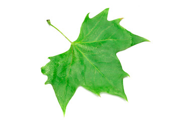 dried leaves on white background