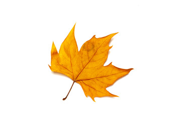 dried leaves on white background