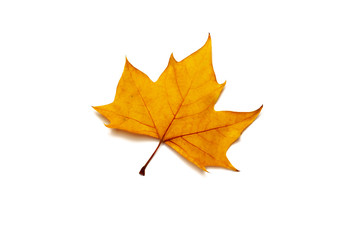 dried leaves on white background