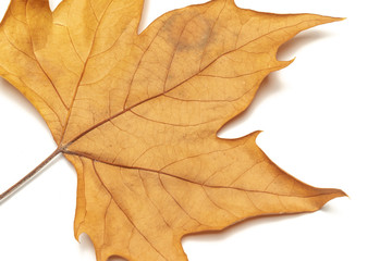 Obraz premium dried leaves on white background