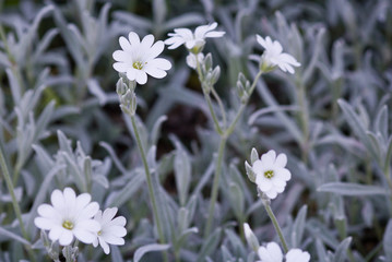 White flowers puzzle on a flower bed closeup