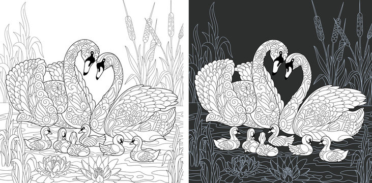 Swan family. Coloring Page. Coloring Book.