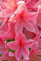 pink rhododendron flowers in the garden closeup