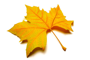 dried leaves on white background