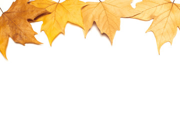 dried leaves on white background