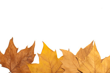 dried leaves on white background