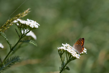 Kleiner Feuerfalter auf Schafgarbe