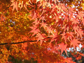 red maple leaves in autumn