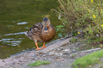 Duck exit from the water