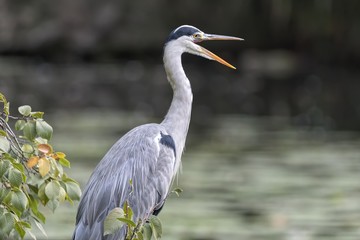 grey heron resting on pond