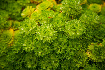 Beautiful green closeup of saxifrages in park of Bergen. Pattern of rockfoil plants. Shallow depth of field.