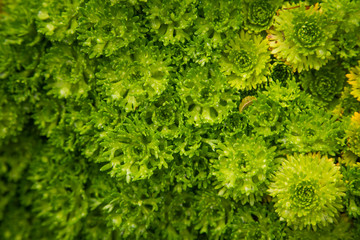 Beautiful green closeup of saxifrages in park of Bergen. Pattern of rockfoil plants. Shallow depth...