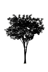 Black tree silhouette set of Thailand no.12 isolated on white background, single tall perennial tree with many branches and leaves, natural tropical plant for shadow, outdoor design and decorated.
