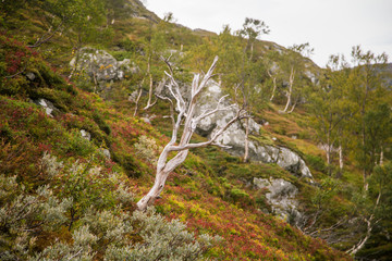 Fototapeta na wymiar A beautiful autumn colors on the slopes of the mountains in Folgefonna national park, Norway. Natural flora in fall.