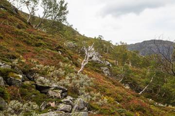 A beautiful autumn colors on the slopes of the mountains in Folgefonna national park, Norway. Natural flora in fall.
