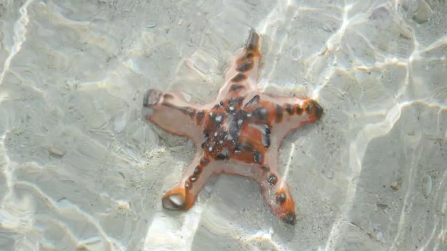 Close up ultra slow motion shot of orange starfish in shallow clear waters filmed from above surface