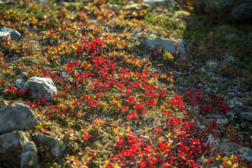 A beautiful autumn colors on the slopes of the mountains in Folgefonna national park, Norway. Natural flora in fall.