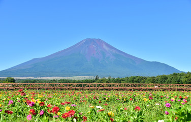 富士山と百日草の花畑