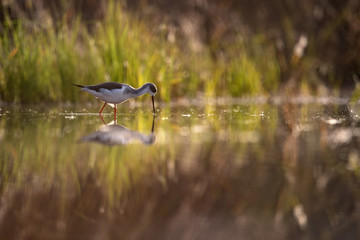 Black-winged Stilt