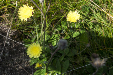 Incredibly beautiful yellow flowers in the forest along the way to the Eho hut. The mountain in the central Balkan astonishes with its beauty, fresh air and magnetism.