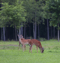 Naklejka na ściany i meble Whitetail deer on a green field