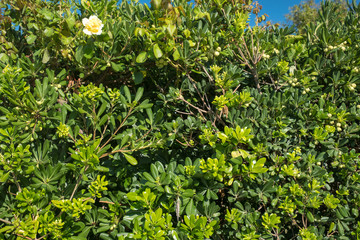 Wall of green trees.