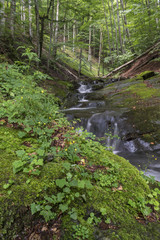 Fototapeta na wymiar A picturesque mountain stream, along the haidouška song.