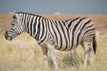 Zèbre, Etosha
