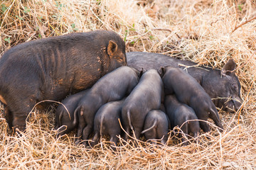 A wild pig feeds piglets. Piglets of wild boar drink milk from their mother.