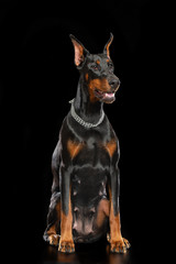 Doberman Dog  Isolated  on Black Background in studio