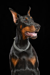Fototapeta na wymiar Doberman Dog Isolated on Black Background in studio